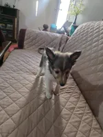 Penny, a female Shetland Sheepdog for sale in Bedford, VA – 4 of 6