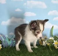 Sara, a female Shetland Sheepdog for sale in Bedford, VA – Photo 2 of 5