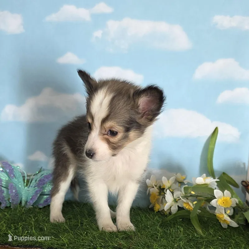 Sara – Shetland Sheepdog puppy for sale in Bedford, VA