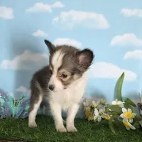 Sara, a female Shetland Sheepdog for sale in Bedford, VA – Photo 1 of 5