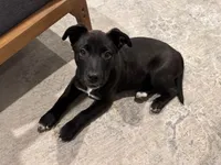 Lab mix pitbull, a male American Pit Bull Terrier for sale in Houston, TX – 1 of 2