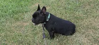 Teddy Murasaki , a male French Bulldog for sale in Troy, MO – 4 of 7