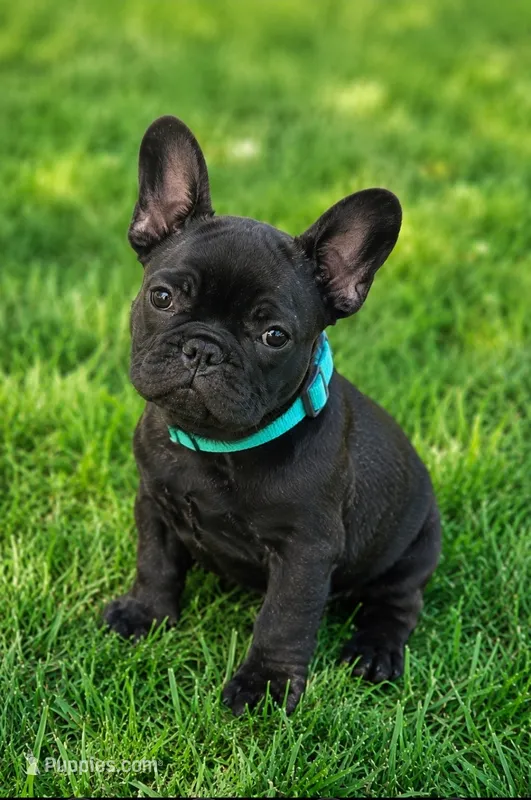 Teddy Murasaki  – French Bulldog puppy for sale in Troy, MO