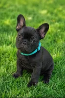 Teddy Murasaki , a male French Bulldog for sale in Troy, MO – 7 of 7