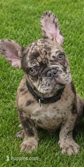 Alvin Murasaki  – French Bulldog puppy for sale in Troy, MO