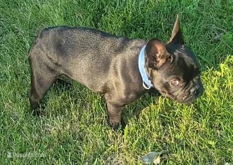 Simon Murasaki  – French Bulldog puppy for sale in Troy, MO
