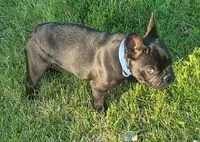 Simon Murasaki , a male French Bulldog for sale in Troy, MO – 1 of 3