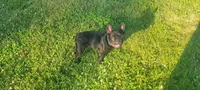 Simon Murasaki , a male French Bulldog for sale in Troy, MO – 2 of 3