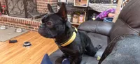 Simon Murasaki, a male French Bulldog for sale in Troy, MO – 1 of 7