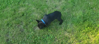 Simon Murasaki , a male French Bulldog for sale in Troy, MO – 3 of 3