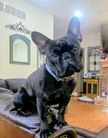 Simon Murasaki, a male French Bulldog for sale in Troy, MO – 7 of 7