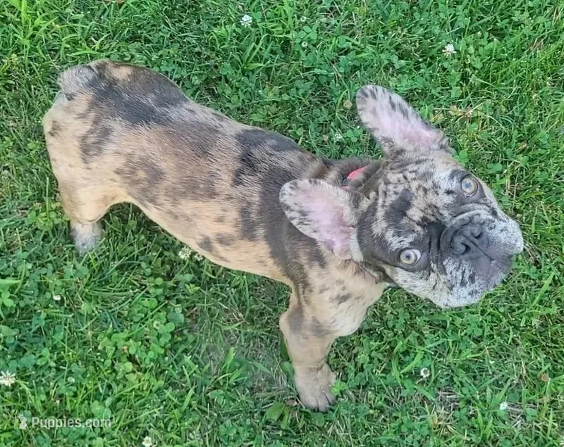 Alvin Murasaki  – French Bulldog puppy for sale in Troy, MO