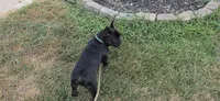 Teddy Murasaki , a male French Bulldog for sale in Troy, MO – 6 of 7