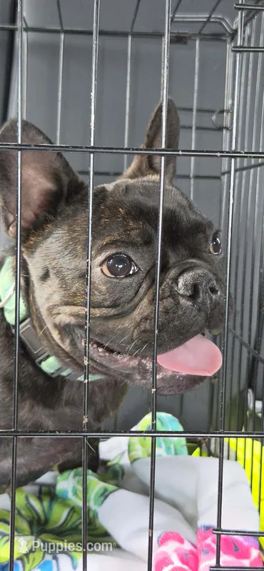 Simon Murasaki  – French Bulldog puppy for sale in Troy, MO