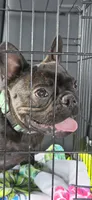 Simon Murasaki , a male French Bulldog for sale in Troy, MO – 1 of 5