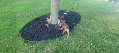 Alvin Murasaki , a male French Bulldog for sale in Troy, MO – 3 of 3