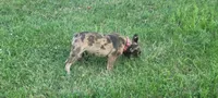 Alvin Murasaki , a male French Bulldog for sale in Troy, MO – 2 of 3