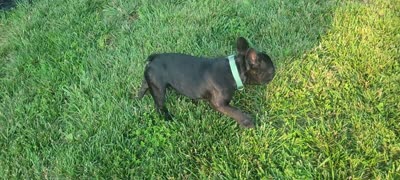 Teddy Murasaki , a male French Bulldog for sale in Troy, MO – 2 of 2