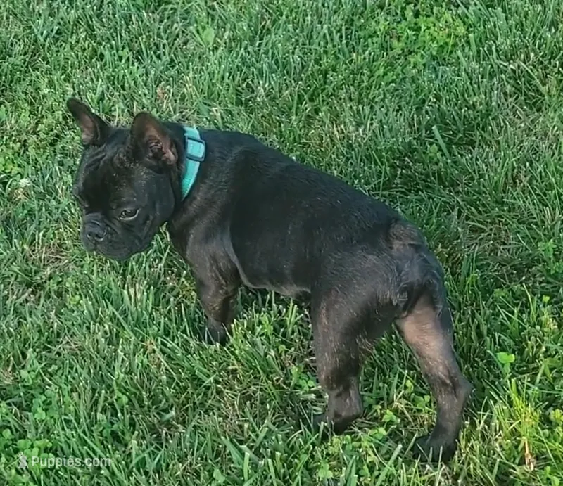 Teddy Murasaki  – French Bulldog puppy for sale in Troy, MO