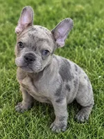 Oakley Murasaki, a male French Bulldog for sale in Troy, MO – 1 of 3
