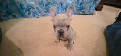 Oakley Murasaki, a male French Bulldog for sale in Troy, MO – 3 of 3