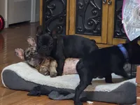 Teddy Murasaki , a male French Bulldog for sale in Troy, MO – 3 of 7
