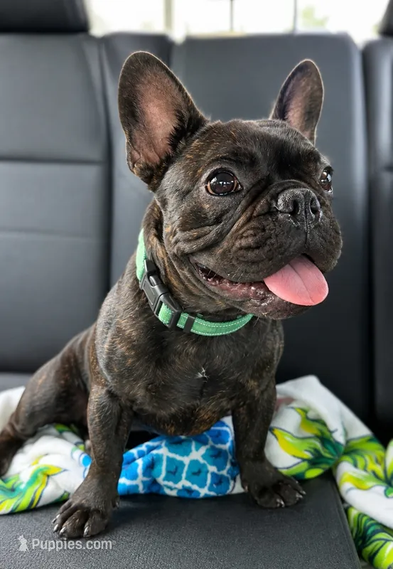 Simon Murasaki  – French Bulldog puppy for sale in Troy, MO