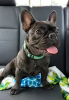Simon Murasaki, a male French Bulldog for sale in Troy, MO – 3 of 7