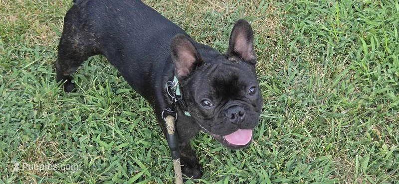 Teddy Murasaki  – French Bulldog puppy for sale in Troy, MO