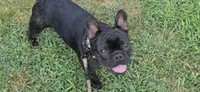 Teddy Murasaki , a male French Bulldog for sale in Troy, MO – 1 of 7