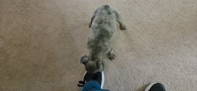 Oakley Murasaki, a male French Bulldog for sale in Troy, MO – 2 of 3