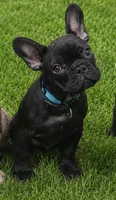 Simon Murasaki , a male French Bulldog for sale in Troy, MO – 3 of 5