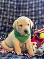 AKC Hunter, a male Labrador Retriever for sale in Pueblo, CO – 4 of 7