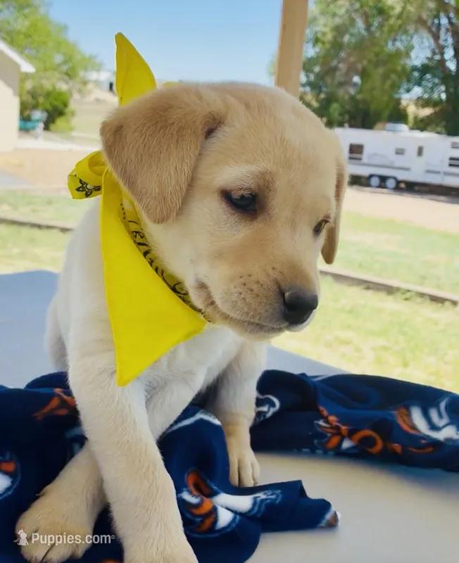 AKC Daisy ready 5/15 – Labrador Retriever puppy for sale in Pueblo, CO