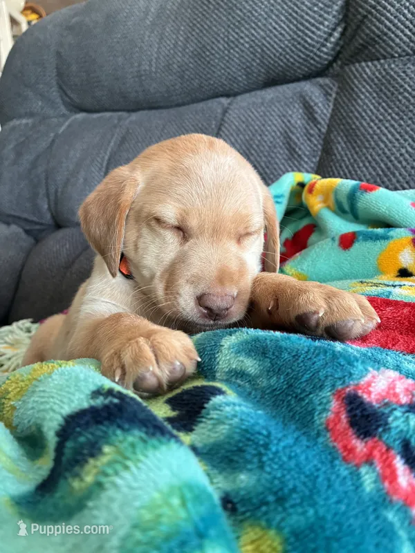 AKC Hunter – Labrador Retriever puppy for sale in Pueblo, CO
