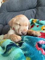 AKC Hunter, a male Labrador Retriever for sale in Pueblo, CO – 1 of 1