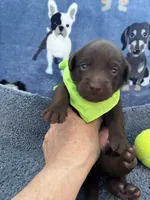 AKC Chocolate Chico , a male Labrador Retriever for sale in Pueblo, CO – 1 of 4