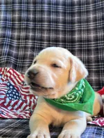 AKC Hunter, a male Labrador Retriever for sale in Pueblo, CO – 5 of 7