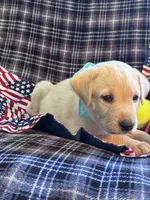 AKC Bolt, a male Labrador Retriever for sale in Pueblo, CO – 6 of 7