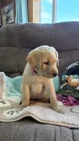 AKC Poppy 🐾🐾, a female Labrador Retriever for sale in Pueblo, CO – 4 of 7