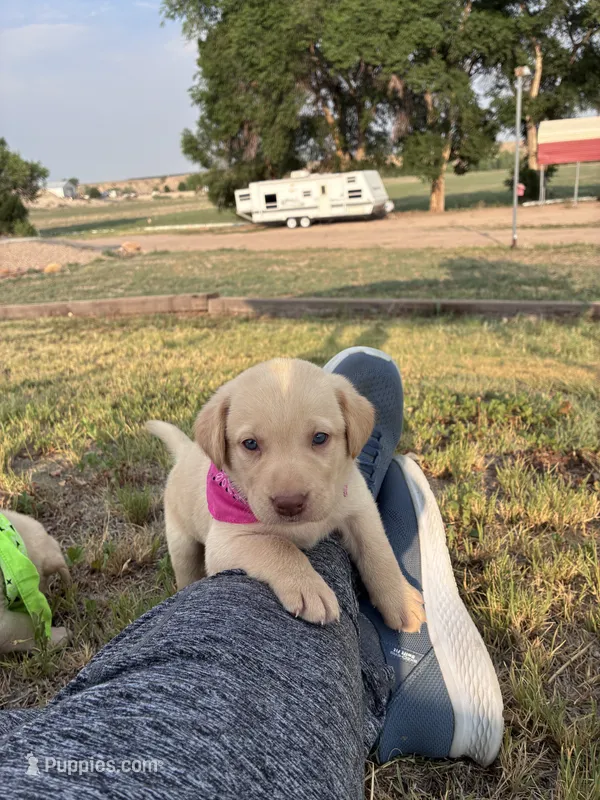 AKC Moana 🐾🐾 – Labrador Retriever puppy for sale in Pueblo, CO