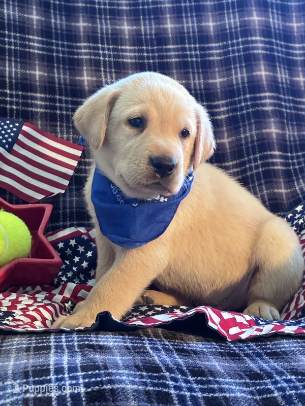 AKC Beau – Labrador Retriever puppy for sale in Pueblo, CO