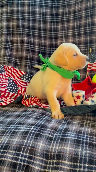 AKC Hunter, a male Labrador Retriever for sale in Pueblo, CO – 6 of 7