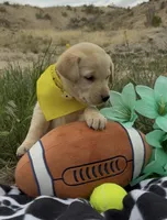 AKC Daisy ready 5/15, a female Labrador Retriever for sale in Pueblo, CO – 3 of 3