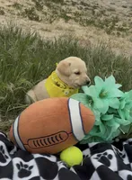 AKC Daisy ready 5/15, a female Labrador Retriever for sale in Pueblo, CO – 2 of 3