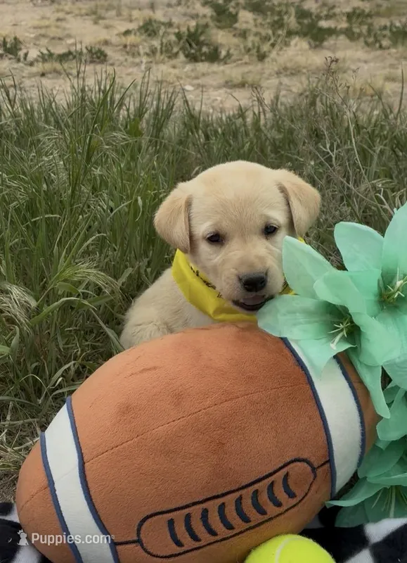 AKC Daisy ready 5/15 – Labrador Retriever puppy for sale in Pueblo, CO