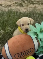 AKC Daisy ready 5/15, a female Labrador Retriever for sale in Pueblo, CO – 1 of 3