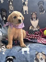 AKC Rapunzel, a female Labrador Retriever for sale in Pueblo, CO – 5 of 5