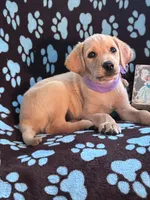AKC Hunny, a female Labrador Retriever for sale in Pueblo, CO – 2 of 6