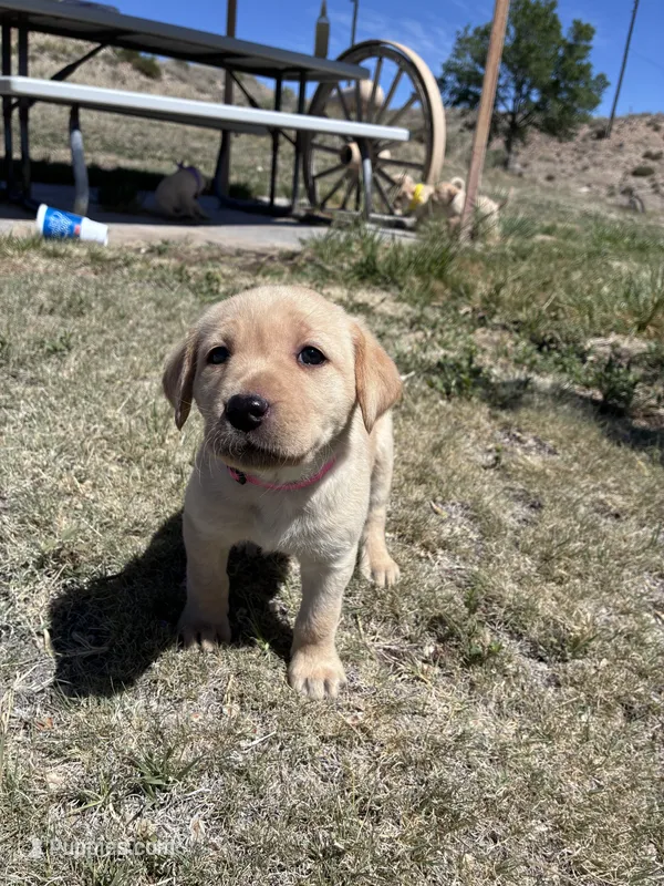 AKC Onna – Labrador Retriever puppy for sale in Pueblo, CO